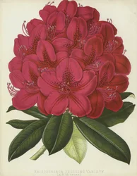 Rhododendron, Seedling Variety, A B Mitford